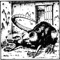 Rat